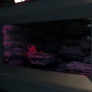 Pacific Seas Aquarium - Giants of the Deep - Japanese Spider Crab