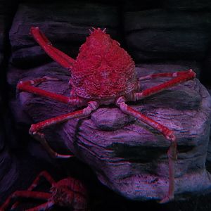 Pacific Seas Aquarium - Giants of the Deep - Japanese Spider Crab