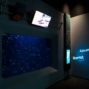 Pacific Seas Aquarium - Pacific Herring