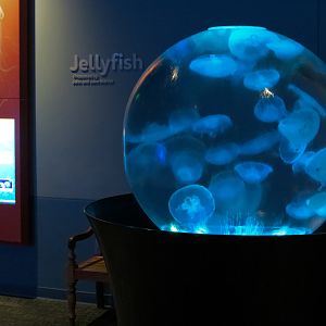 Pacific Seas Aquarium - Moon Jelly