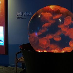 Pacific Seas Aquarium - Moon Jelly