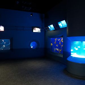 Pacific Seas Aquarium - Jelly Exhibits Hall