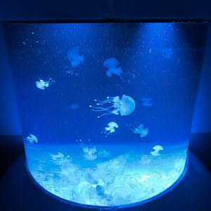 Pacific Seas Aquarium - Australian Spotted Jelly