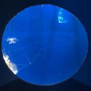 Pacific Seas Aquarium - Egg Yolk Jelly