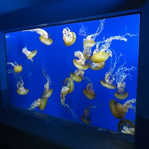 Pacific Seas Aquarium - Pacific Sea Nettle
