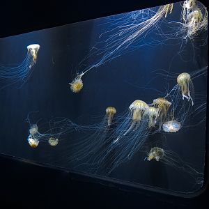 Pacific Seas Aquarium - Japanese Sea Nettle