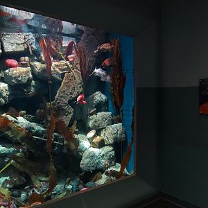 Pacific Seas Aquarium - Under The Narrows