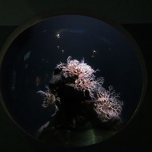 Pacific Seas Aquarium - Basket Star