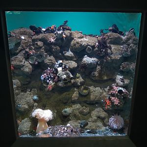 Pacific Seas Aquarium - Home Sweet Barnacle