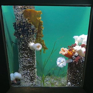Pacific Seas Aquarium - Under The Dock