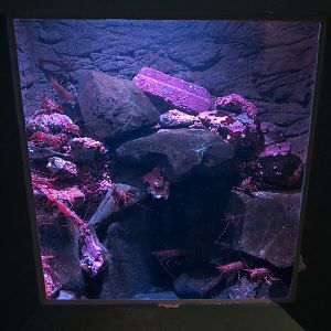 Pacific Seas Aquarium - Puget Sound Color