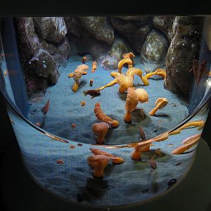 Pacific Seas Aquarium - Life In The Sand