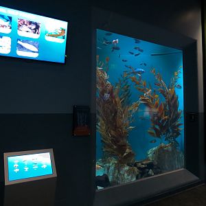 Pacific Seas Aquarium - Coastal Kelp Forest