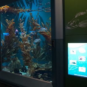 Pacific Seas Aquarium - Coastal Kelp Forest