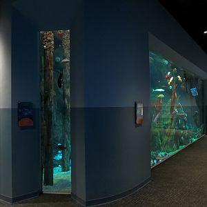 Pacific Seas Aquarium - Northwest Waters