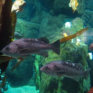 Pacific Seas Aquarium - Northwest Waters