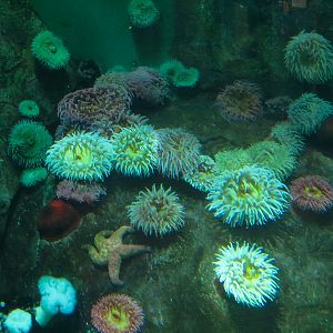 Pacific Seas Aquarium - Northwest Waters