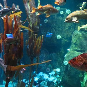 Pacific Seas Aquarium - Northwest Waters