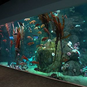 Pacific Seas Aquarium - Northwest Waters