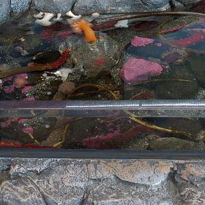 Pacific Seas Aquarium - Tidal Touch Zone - Tank 1
