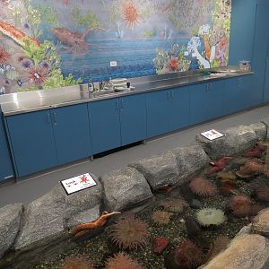 Pacific Seas Aquarium - Tidal Touch Zone - Tank 2