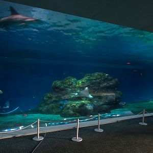 Pacific Seas Aquarium - Baja Bay - Lower Level View