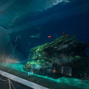 Pacific Seas Aquarium - Baja Bay - Lower Level View