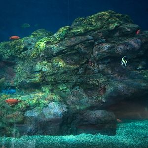 Pacific Seas Aquarium - Baja Bay - Lower Level View