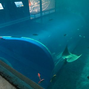 Pacific Seas Aquarium - Baja Bay - Upper Level View