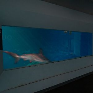 Pacific Seas Aquarium - Baja Bay - Upper Level View