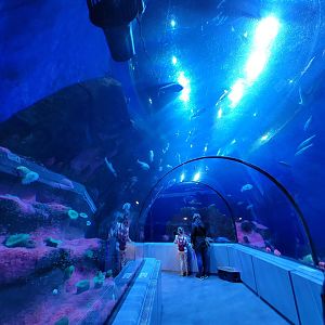 Aquarium du Quebec - Pavillon des eaux douces et salées, The Great Ocean Tunnel