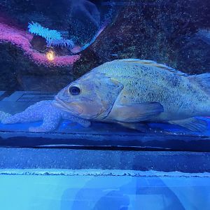 Aquarium du Quebec - Pavillon des eaux douces et salées, The Great Ocean Tunnel, Yelloweye Rockfish