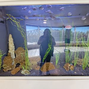 Aquarium du Quebec - Pavillon des eaux douces et salées, 3rd floor, first coastal tank