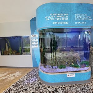 Aquarium du Quebec - Pavillon des eaux douces et salées, 3rd floor, Western Pacific Coastal Zone