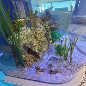 Aquarium du Quebec - Pavillon des eaux douces et salées, 3rd floor, Western Pacific Coastal Zone