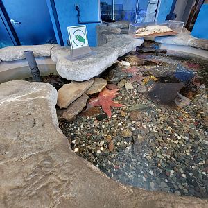 Aquarium du Quebec - Pavillon des eaux douces et salées, 3rd floor, Coastal Zones touch tank