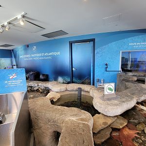 Aquarium du Quebec - Pavillon des eaux douces et salées, 3rd floor, Coastal Zones touch tank