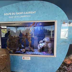 Aquarium du Quebec - Pavillon des eaux douces et salées, 3rd floor, Gulf of St Lawrence