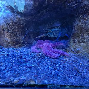 Aquarium du Quebec - Pavillon des eaux douces et salées, 3rd floor, Gulf of St Lawrence