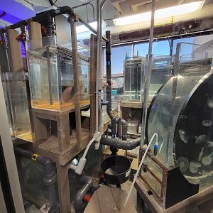 Aquarium du Quebec - Pavillon des eaux douces et salées, 3rd floor, Aqua Lab (moon jellies)