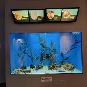Aquarium du Quebec - Pavillon des eaux douces et salées, 3rd floor, Shiner Perch, Spot Shrimp, Grunt Sculpin, Grey Brittle Star