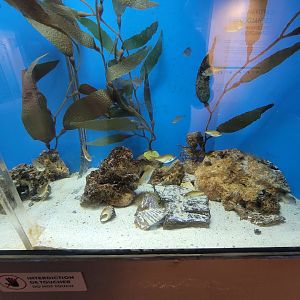 Aquarium du Quebec - Pavillon des eaux douces et salées, 3rd floor, Shiner Perch, Spot Shrimp, Grunt Sculpin, Grey Brittle Star
