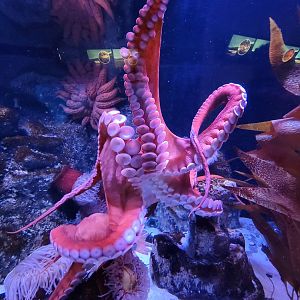 Aquarium du Quebec - Pavillon des eaux douces et salées, 3rd floor, Giant Pacific Octopus