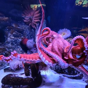 Aquarium du Quebec - Pavillon des eaux douces et salées, 3rd floor, Giant Pacific Octopus