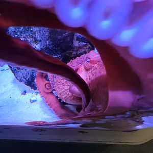 Aquarium du Quebec - Pavillon des eaux douces et salées, 3rd floor, Giant Pacific Octopus