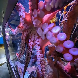 Aquarium du Quebec - Pavillon des eaux douces et salées, 3rd floor, Giant Pacific Octopus