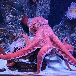 Aquarium du Quebec - Pavillon des eaux douces et salées, 3rd floor, Giant Pacific Octopus
