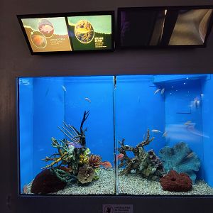 Aquarium du Quebec - Pavillon des eaux douces et salées, 3rd floor, Cherry Anthias and Longspine Snipefish