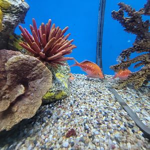 Aquarium du Quebec - Pavillon des eaux douces et salées, 3rd floor, Cherry Anthias