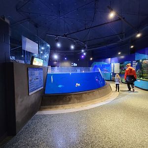Aquarium du Quebec - Pavillon des eaux douces et salées, 3rd floor, Top of Tunnel